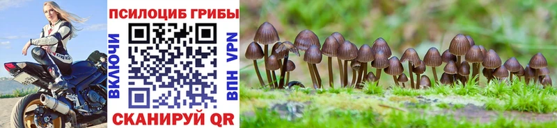 Купить где  Жуков  Псилоцибиновые грибы мицелий 